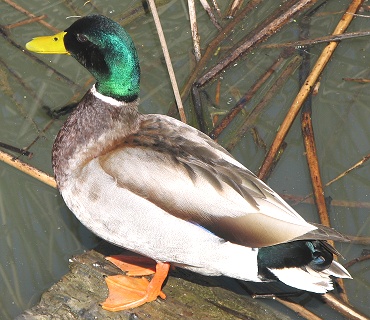 Mallard