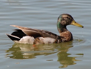 Mallard