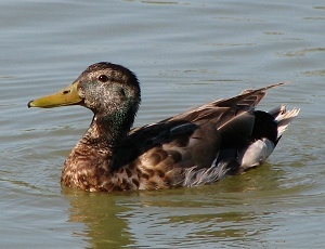 Mallard