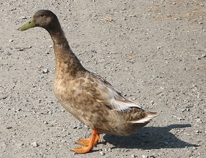 Mallard