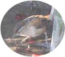 Marsh Wren