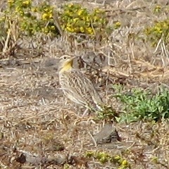 Western Meadowlark