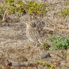 Western Meadowlark