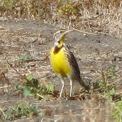 Western Meadowlark