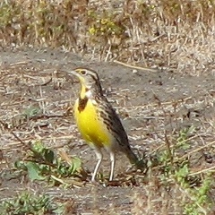 Western Meadowlark