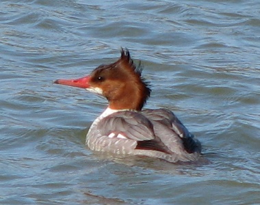 Common Merganser