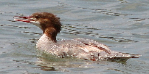 Common Merganser