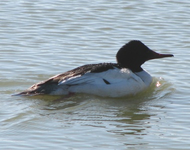 Common Merganser