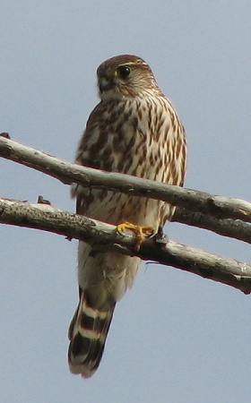 Merlin