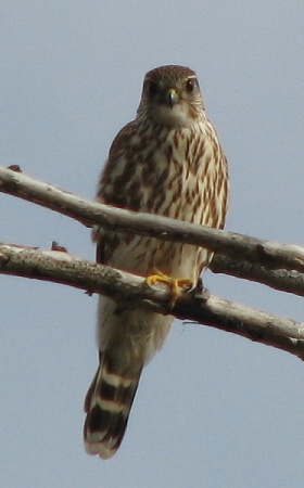 Merlin