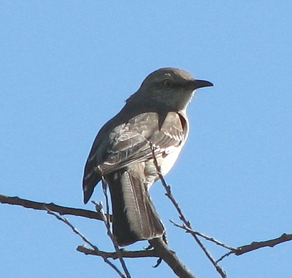 Northern Mockingbird