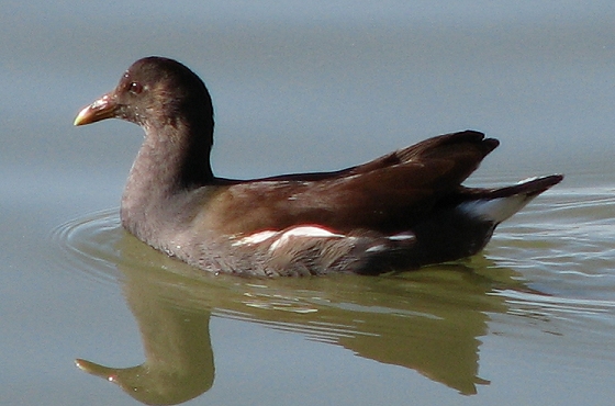 Common Moorhen