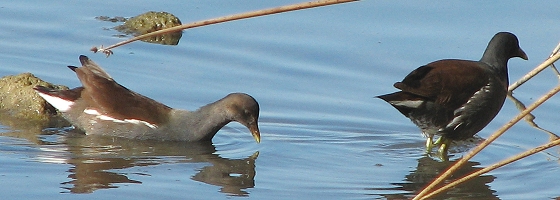 Common Moorhen