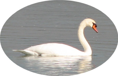 Mute Swan