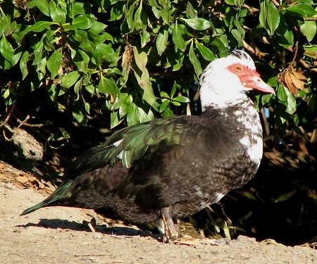 Muscovy Duck