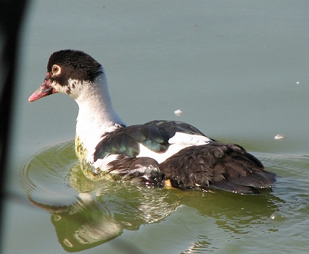 Muscovy-Mallard Interbreed