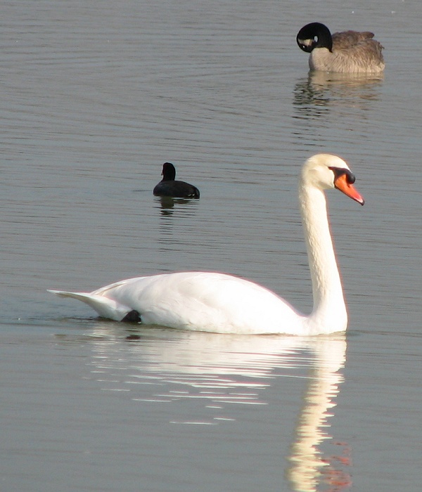 Mute Swan