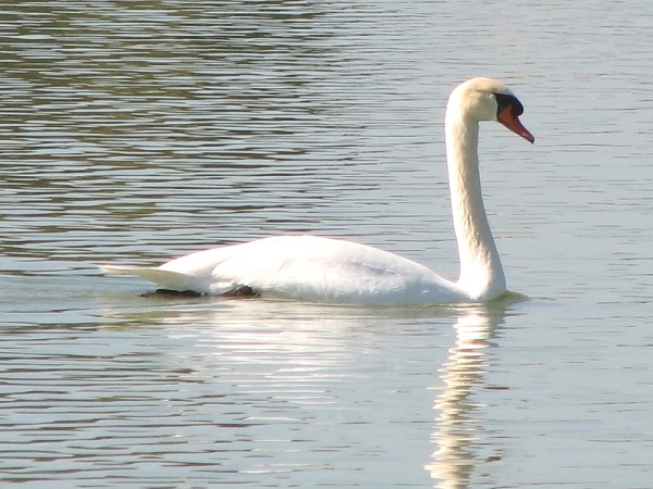 Mute Swan