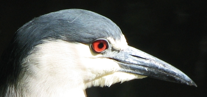 Black-crowned Night Heron