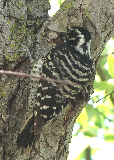 Nuttalls Woodpecker