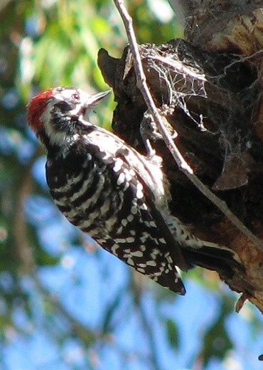 Nuttalls Woodpecker