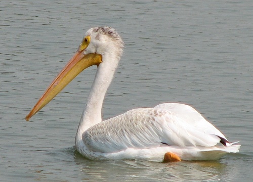 Pelican