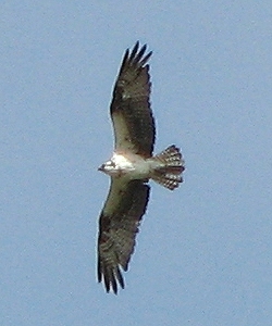 Osprey