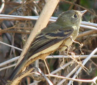 Pacific-slope Flycatcher