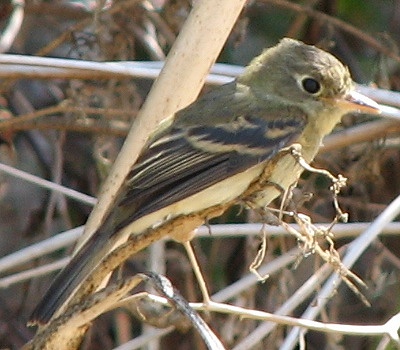 Pacific-slope Flycatcher