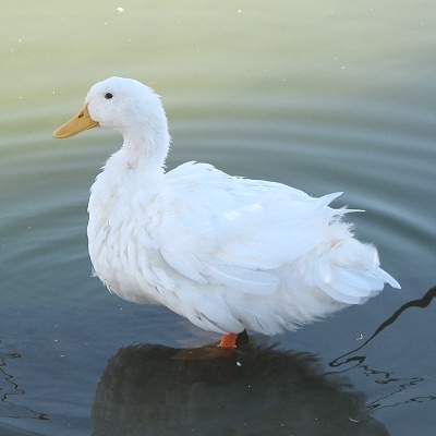 Peking Duck