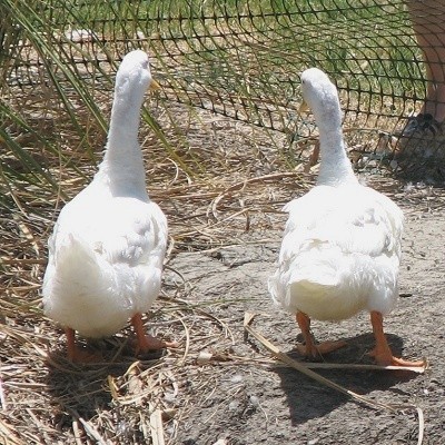 Peking Ducks