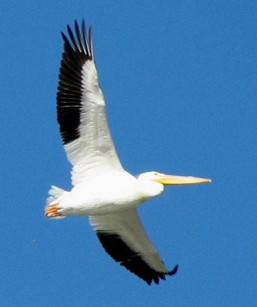 Pelican