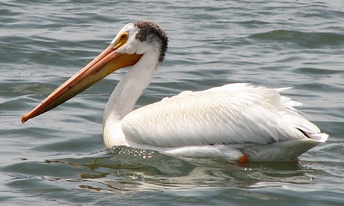 Pelican