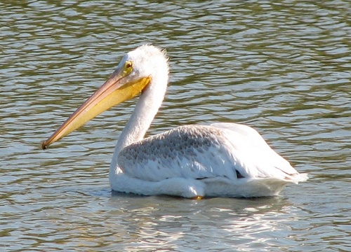 Pelican