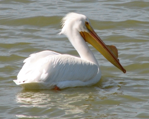 Pelican