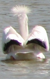 Pelican