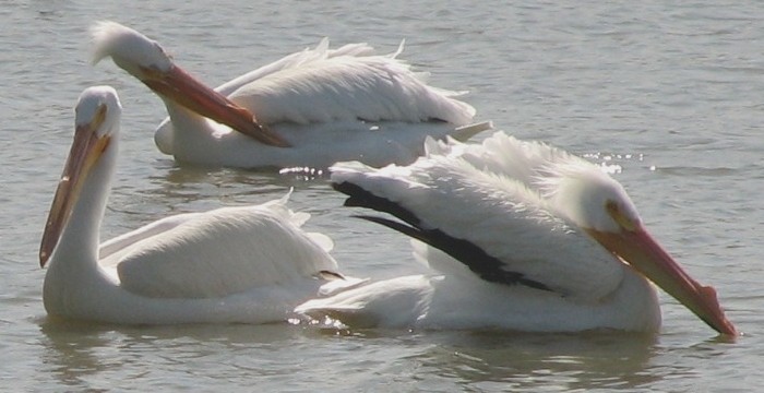 Pelican