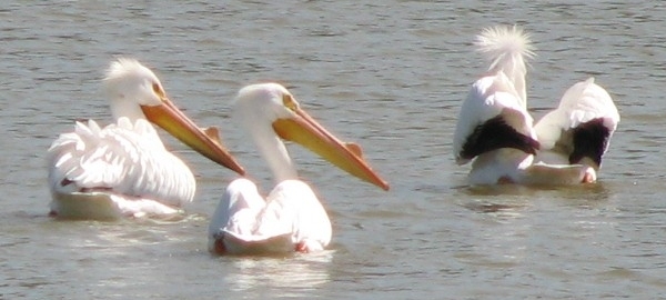 Pelican