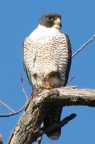 Peregrine Falcon