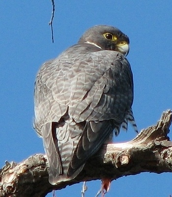 Peregrine Falcon