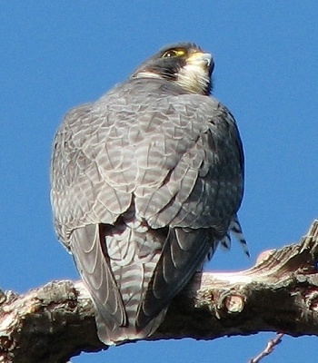 Peregrine Falcon