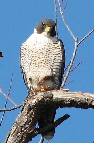 Peregrine Falcon