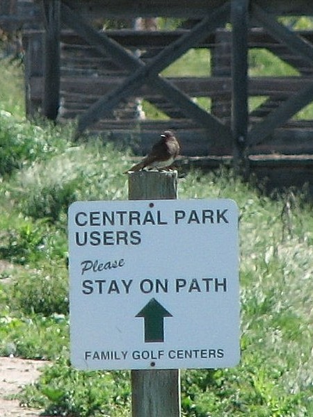 Black Phoebe