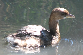 Grebe