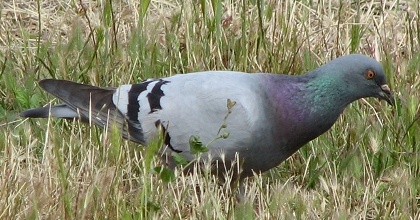 Rock Dove