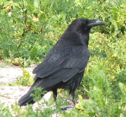 Common Raven