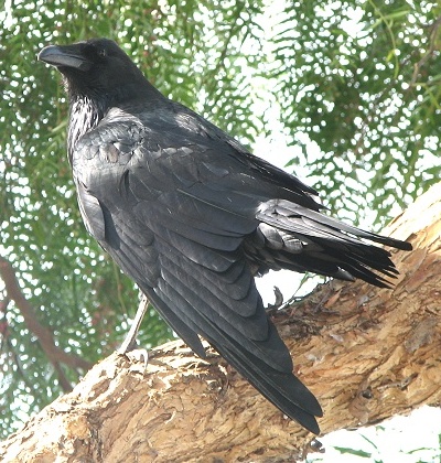 Common Raven