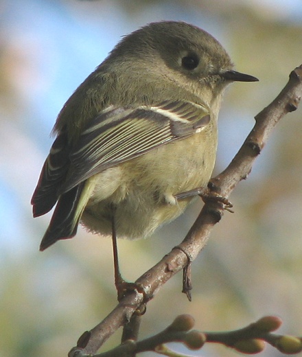 Ruby-crowned Kinglet