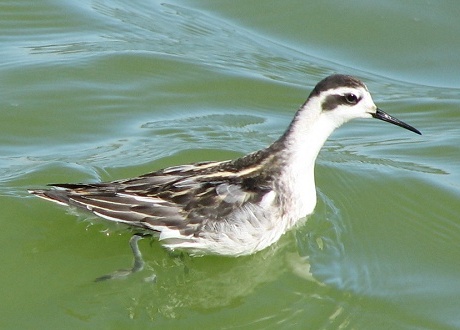 Red-Necked Phalarope