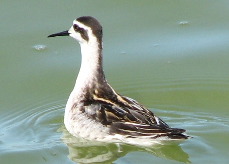 Red-Necked Phalarope